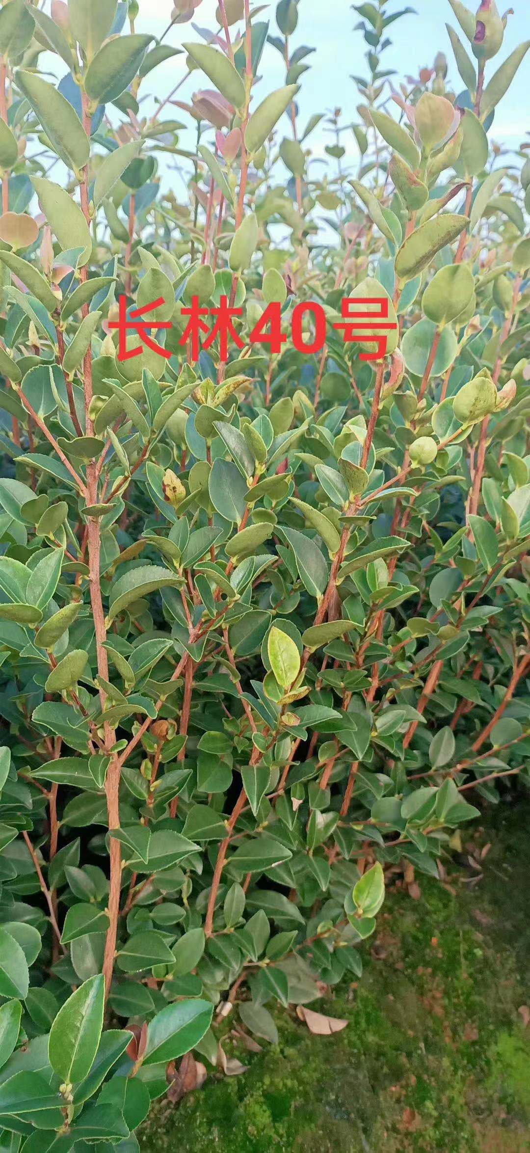 高産(chǎn)油茶